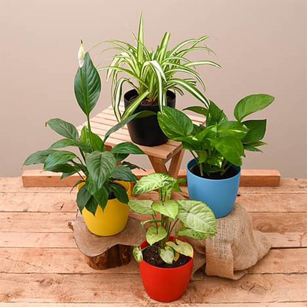 Hardships of pollution plants indoors