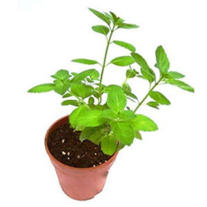 Hashmigree-Leaf-Gardening-Tulsi