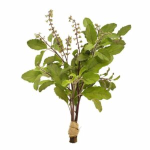 Hashmi green Tulsi Seeds (Hybrid)